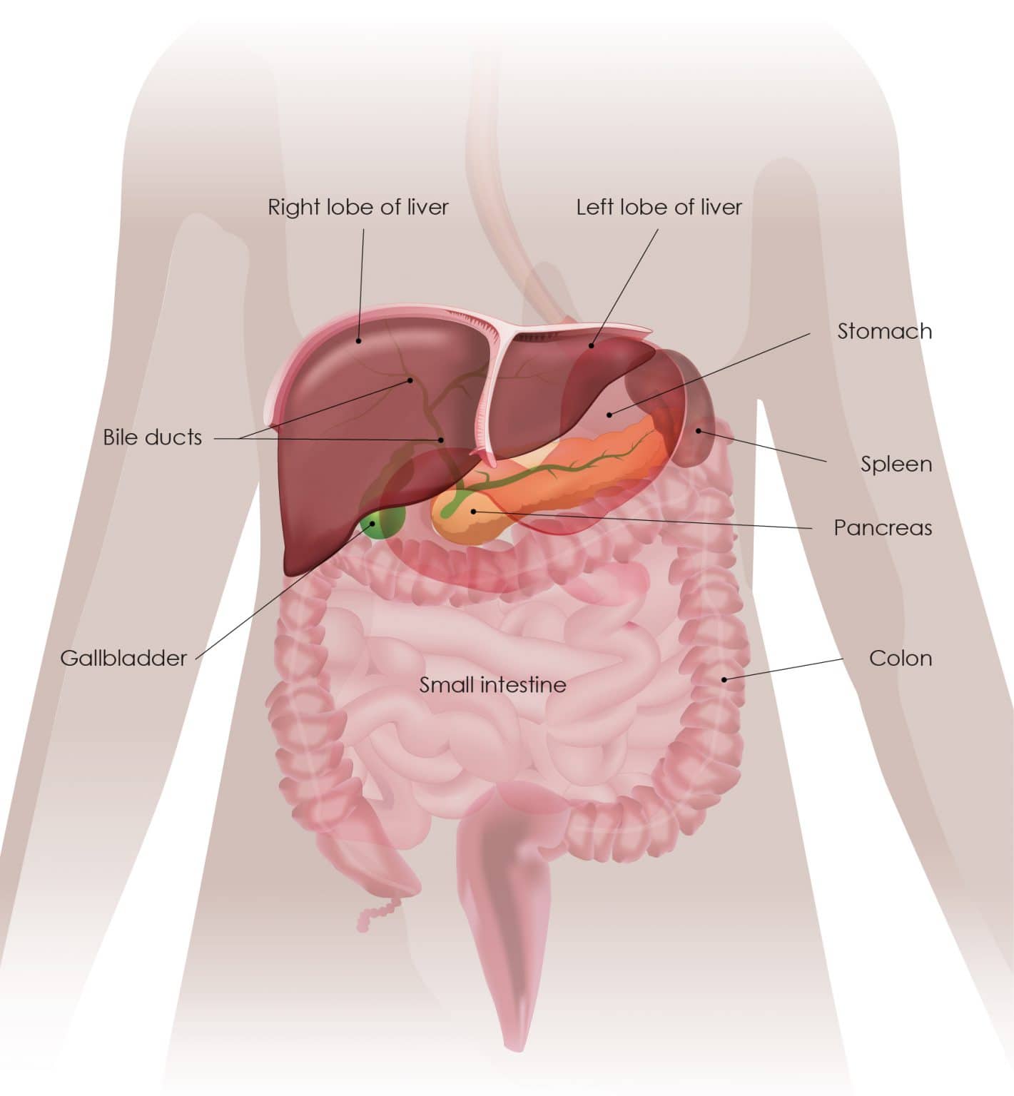 the-warning-signs-of-liver-cancer