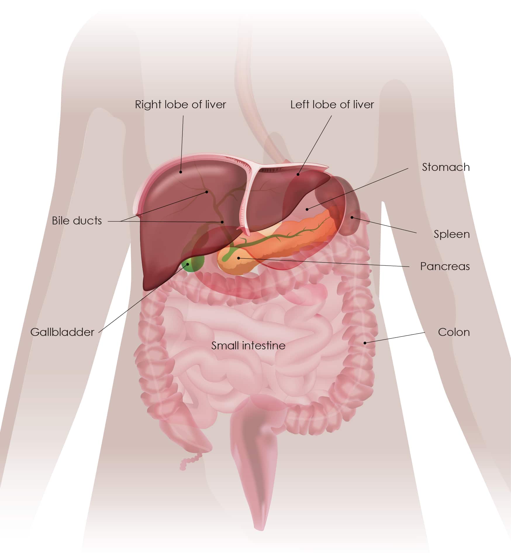 digestive system colon